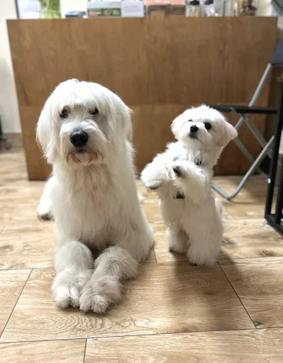 Psi fryzjer / Groomer Wrocław | Psioholiczka Pracownia Psiego Piękna